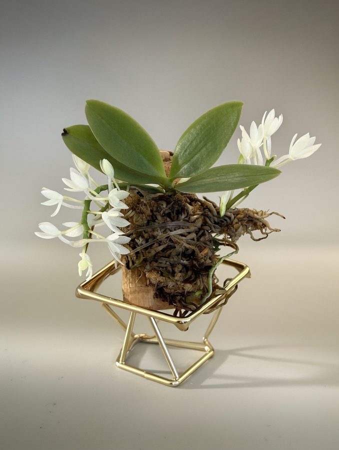 Aerangis Pumilo white miniature orchid in full bloom on wine cork with gold geometric stand