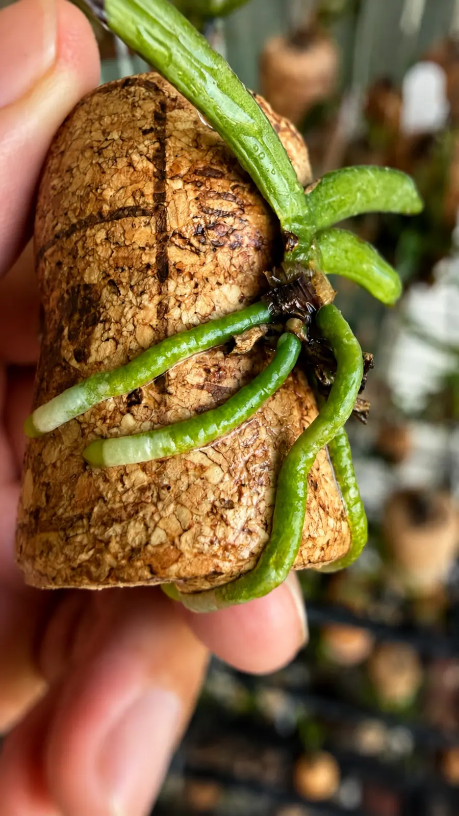 Ascocentrum miniatum orchid mounted on a champagne cork