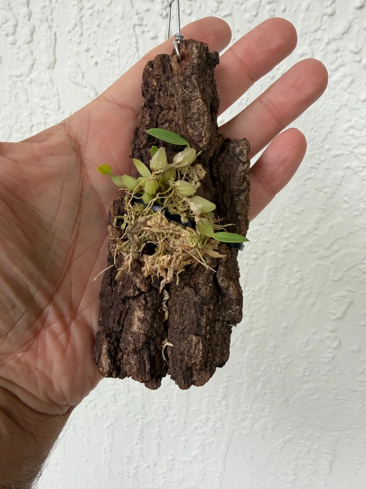 Bulbophyllum chrysotes miniature orchid mounted on oak bark