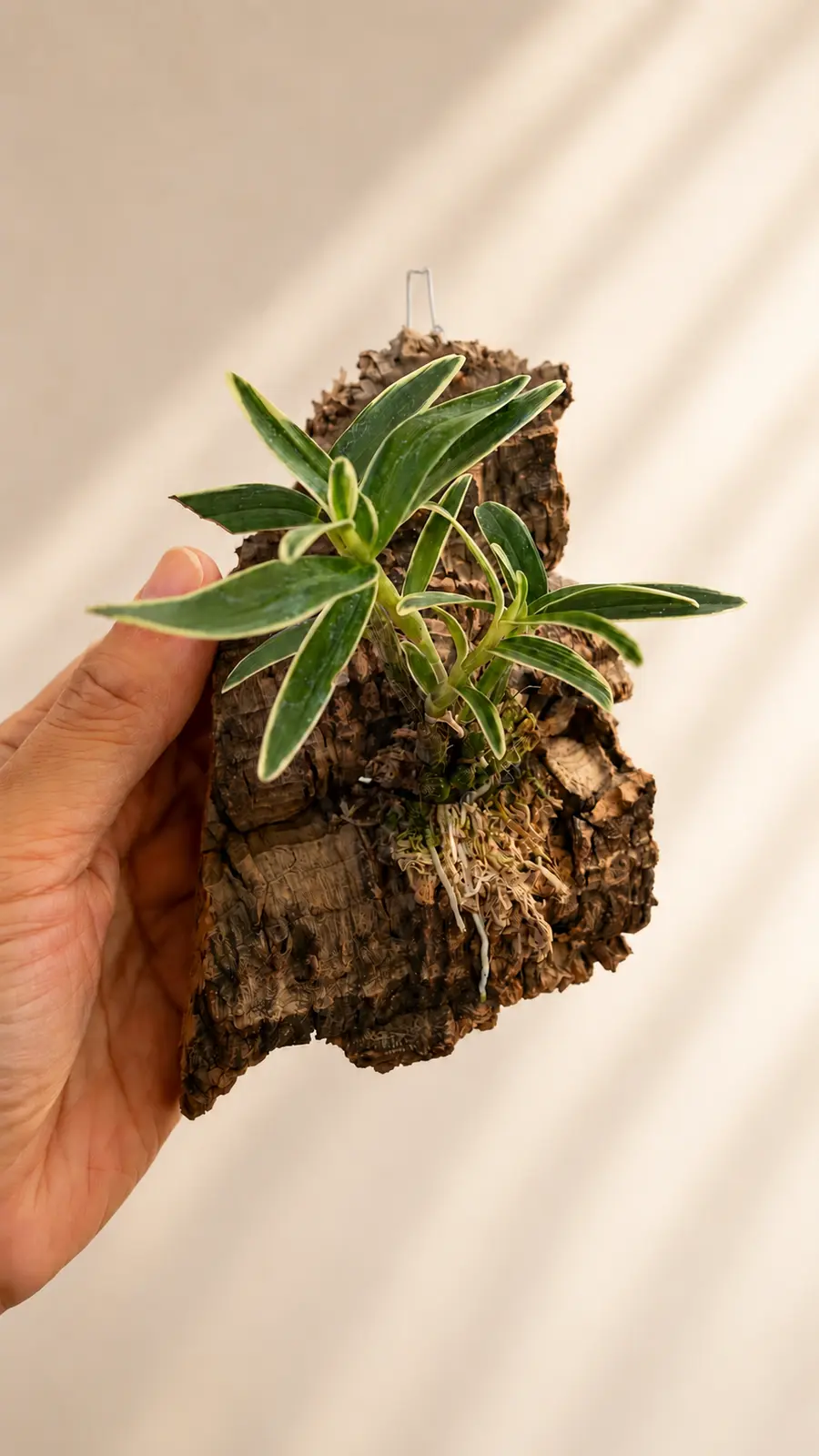 Dendrobium moniliforme miniature orchid mounted on cork bark