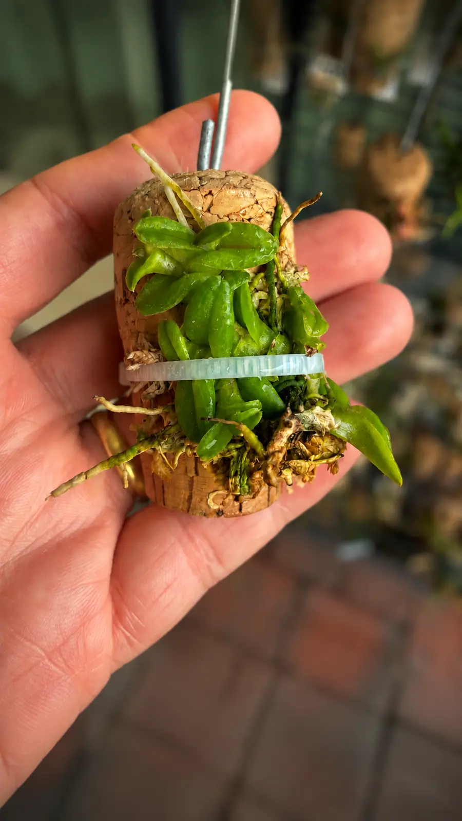 Epidendrum schlechterianum miniature orchid growing on a cork mount