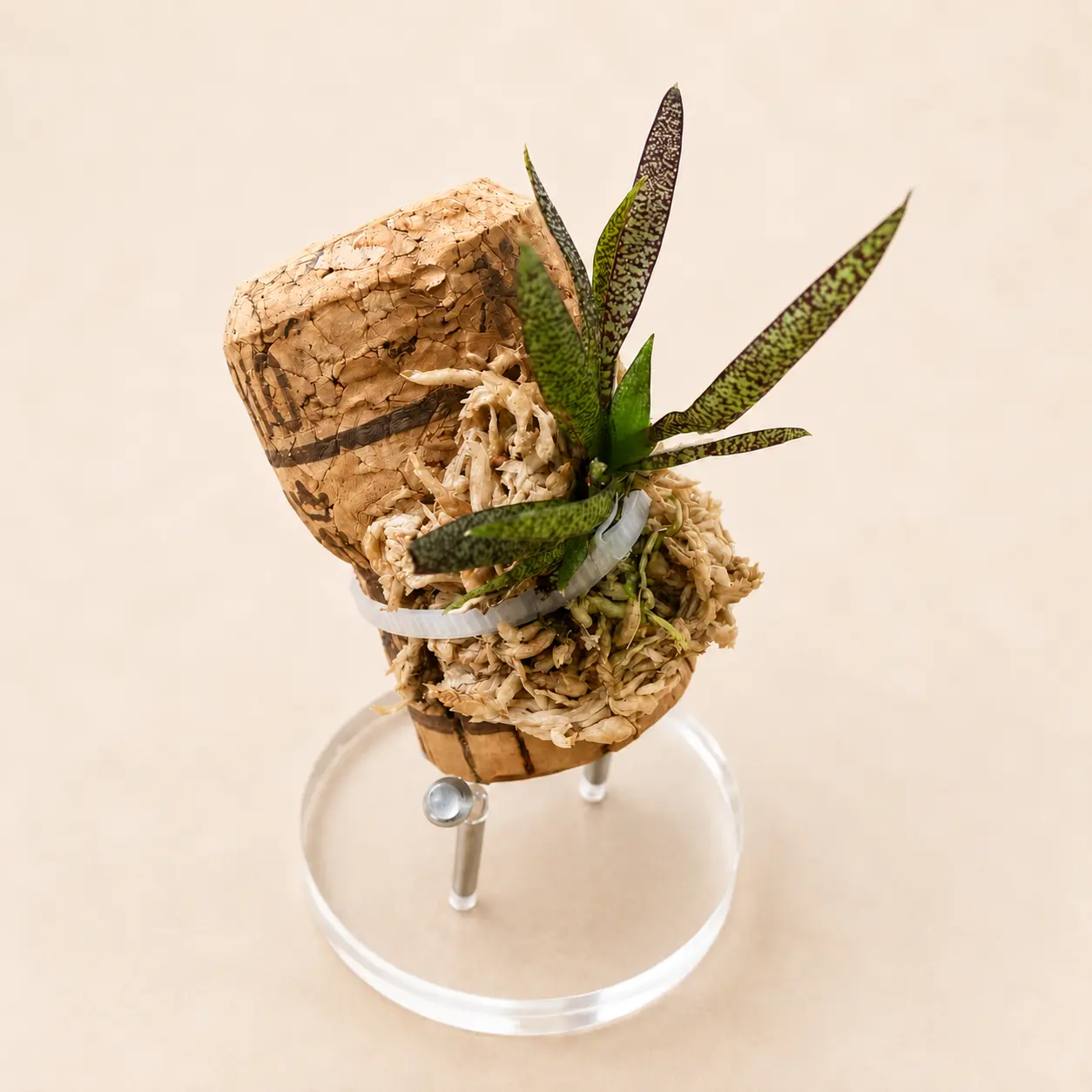 Macroclinium manabinum miniature orchid displayed on a cork mount