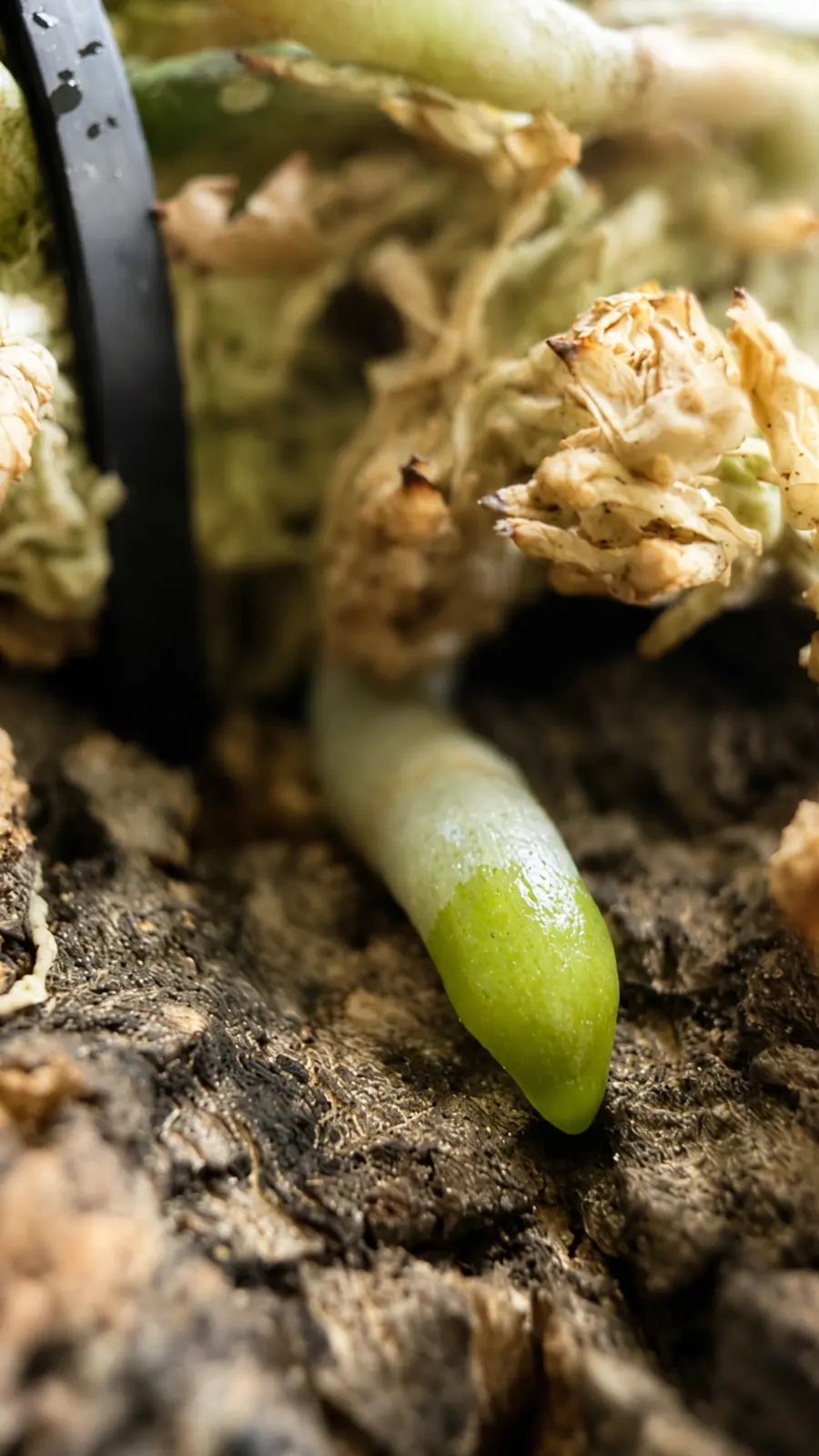 Fresh green root tip growing from a mounted miniature orchid