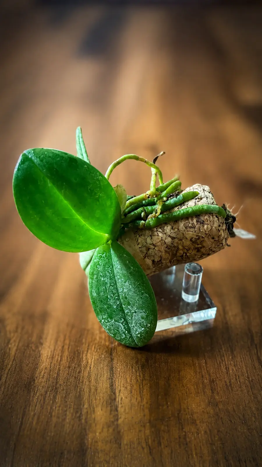 Phalaenopsis pulcherrima miniature orchid established on a champagne cork