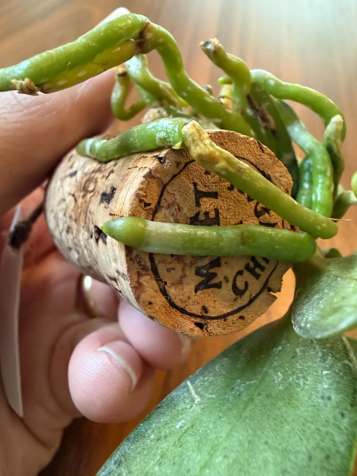 Healthy Phalaenopsis pulcherrima roots growing around a champagne cork