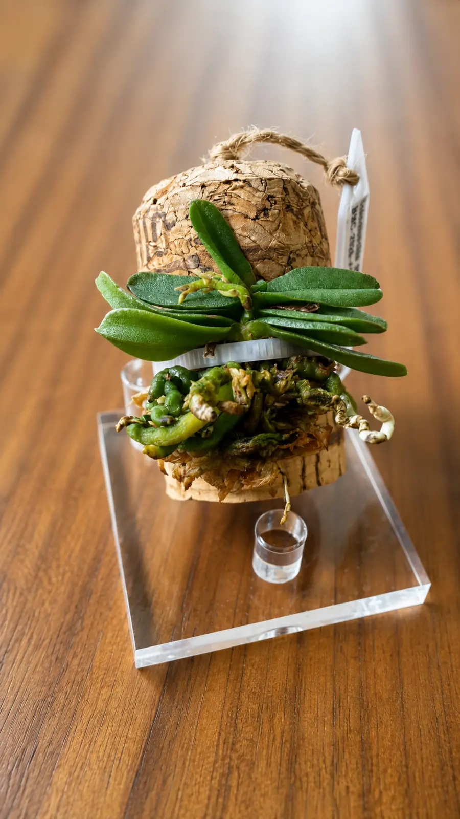 Schoenorchis fragrans miniature orchid mounted on a champagne cork