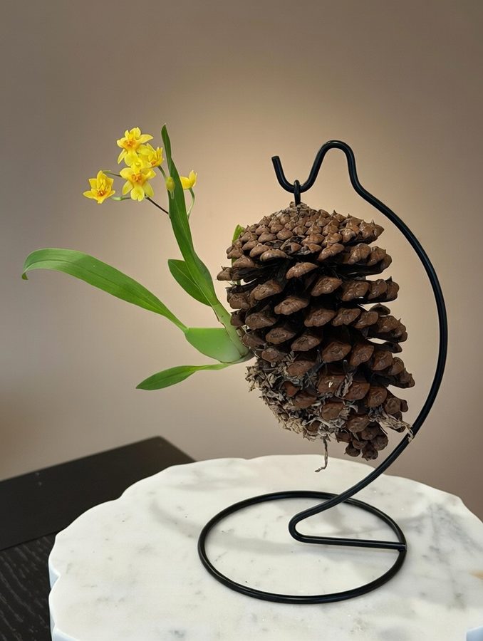Oncidium Twinkle Yellow Bird miniature orchid hand-mounted on natural pine cone