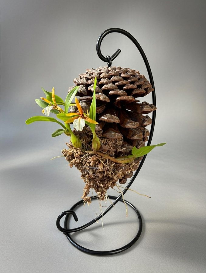 Miniature orchid on pine cone suspended in curved black iron orchid mount stand