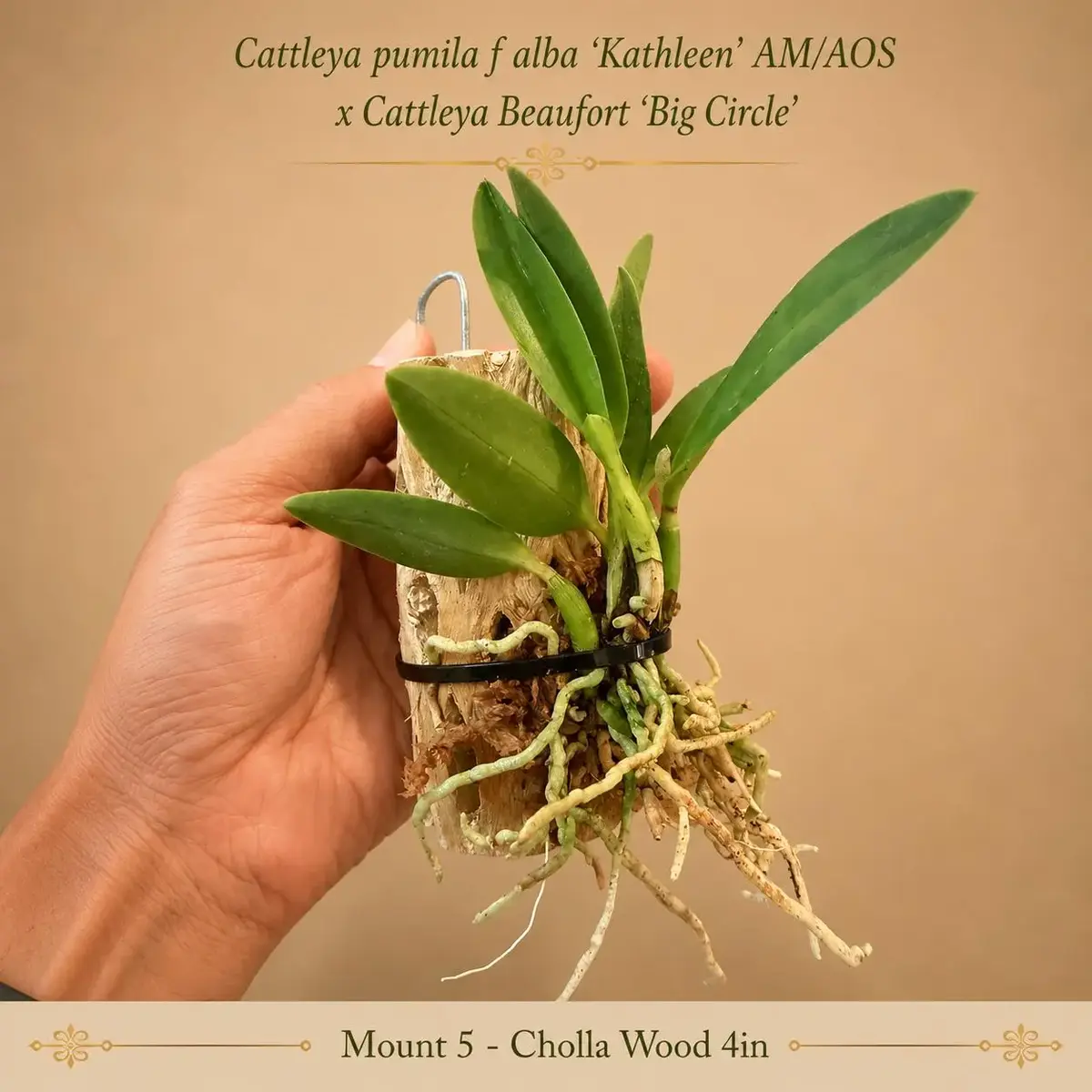 Cattleya hybrid mounted on a four-inch piece of natural cholla wood