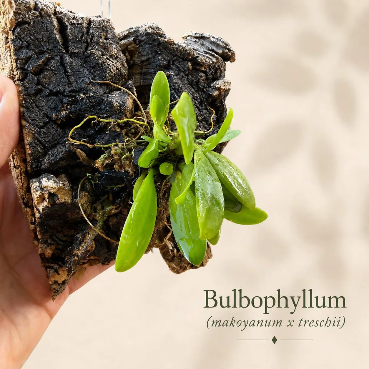 Bulbophyllum makoyanum crossed with treschii mounted on natural cork bark