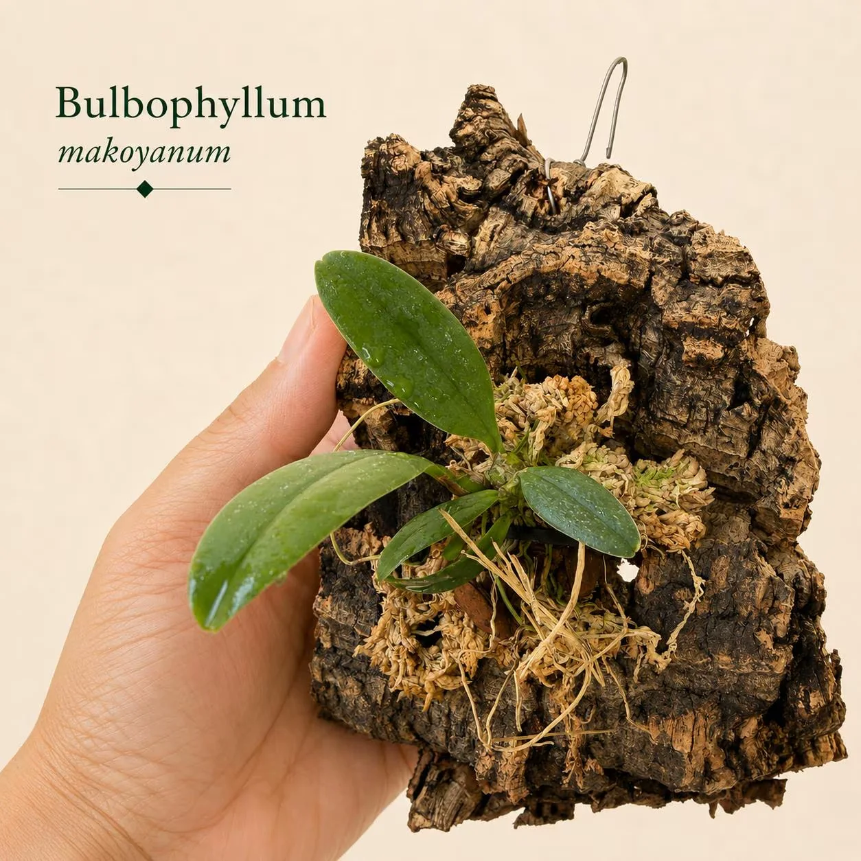 Bulbophyllum makoyanum miniature orchid mounted on textured natural cork bark