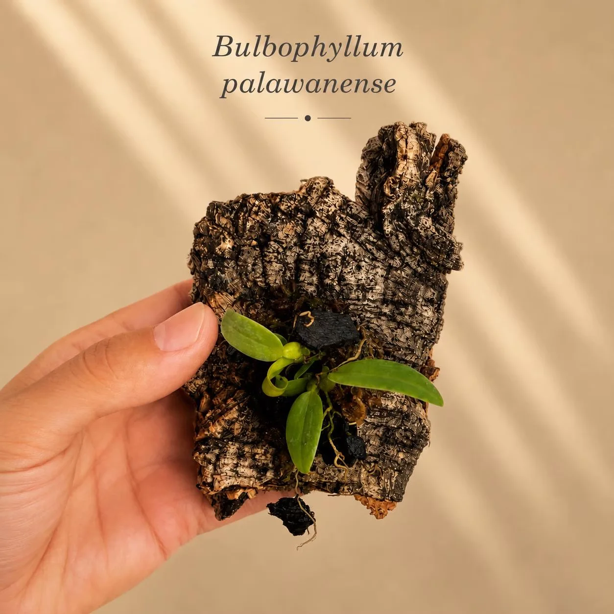 Bulbophyllum palawanense miniature orchid mounted on natural cork bark