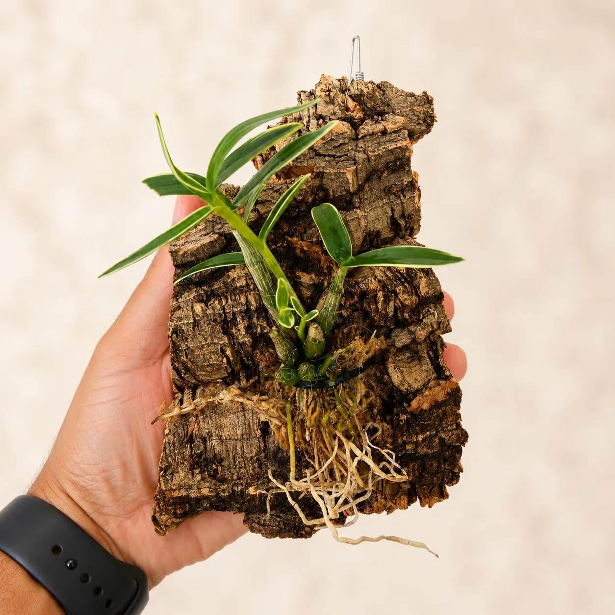 Established Dendrobium moniliforme orchid mounted on natural cork bark with visible roots