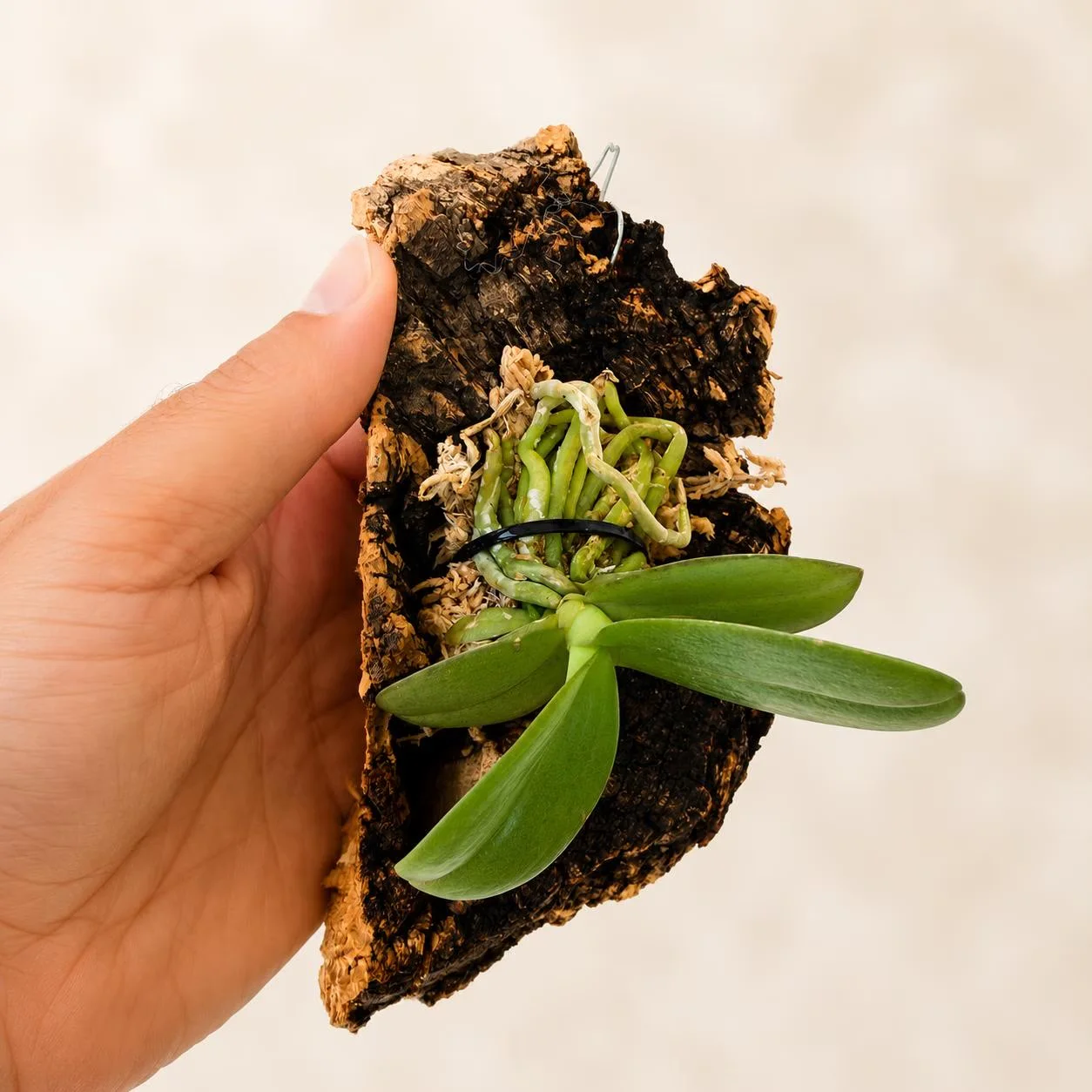 Phalaenopsis pulcherrima orchid mounted on a natural cork bark slab