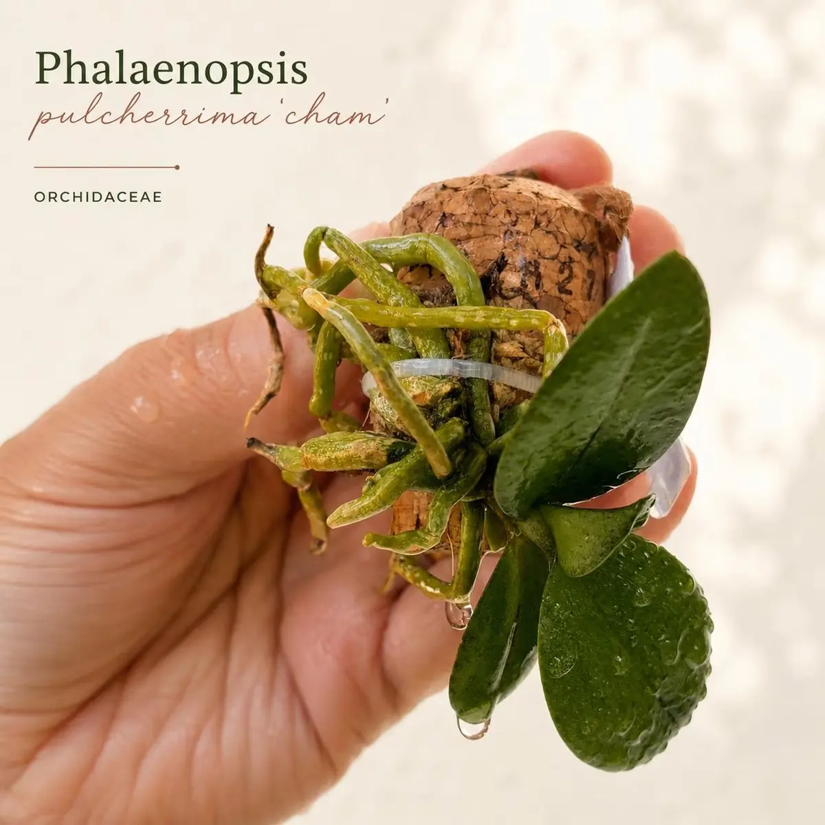 Phalaenopsis pulcherrima miniature orchid mounted on reclaimed cork