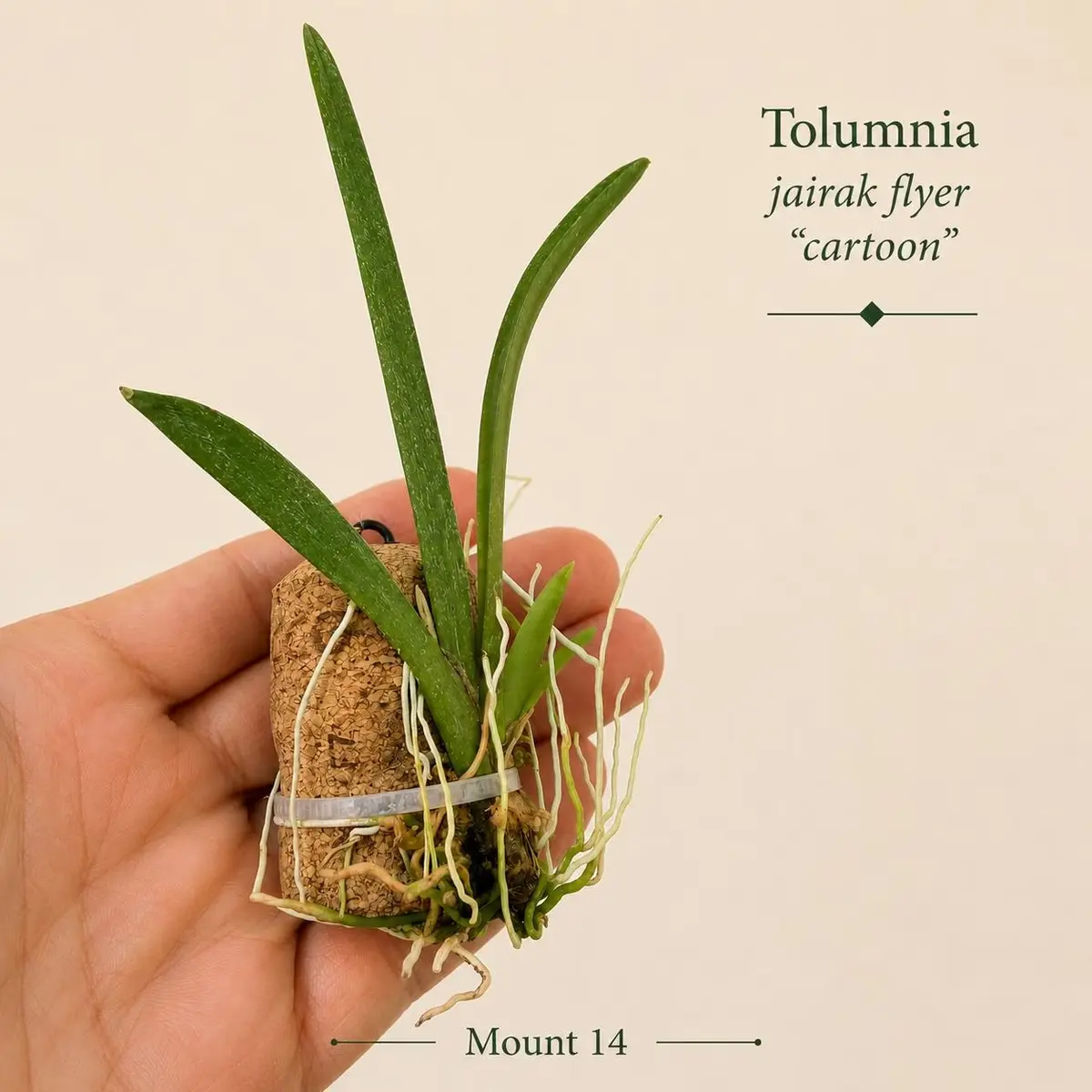 Tolumnia Jairak Flyer Cartoon with exposed roots on cork