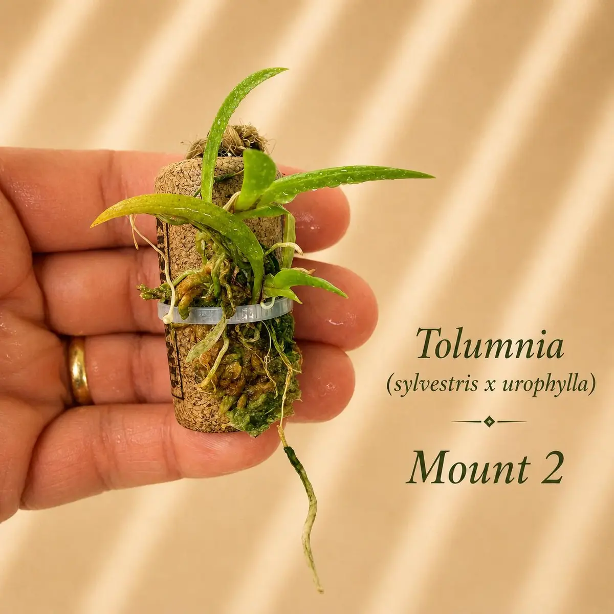 Tolumnia sylvestris by urophylla Mount 2 on cork