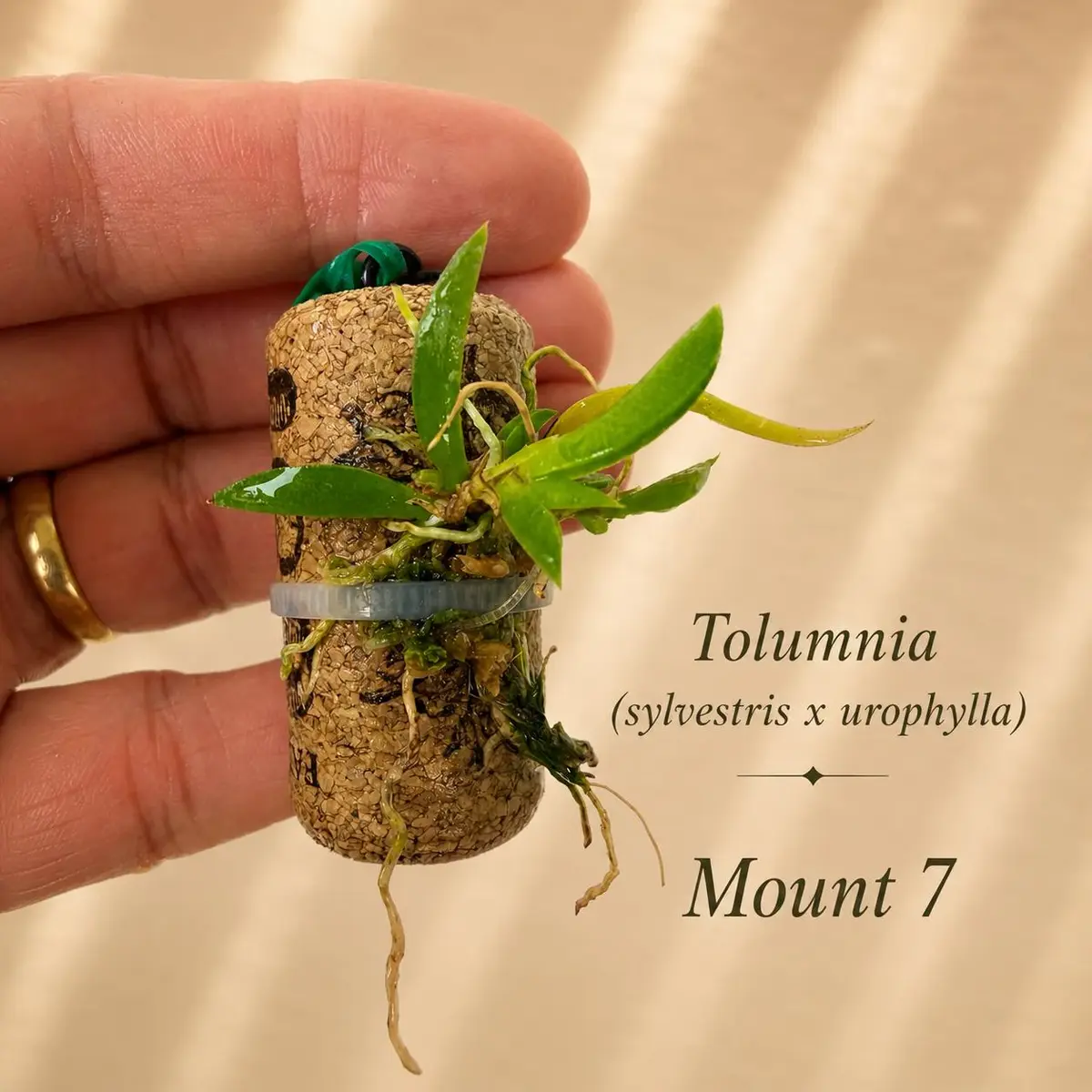 Tolumnia sylvestris by urophylla Mount 7 on wine cork