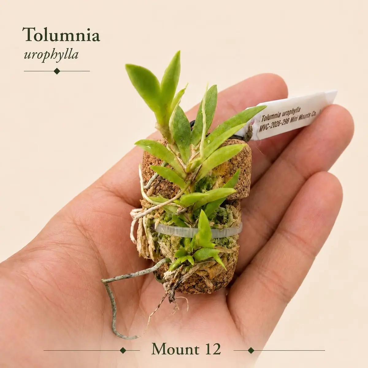 Tolumnia urophylla exact plant mounted on reclaimed cork