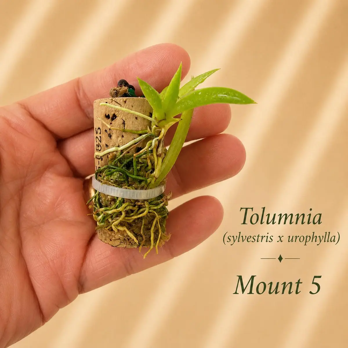 Tolumnia orchid mounted on a reclaimed wine cork