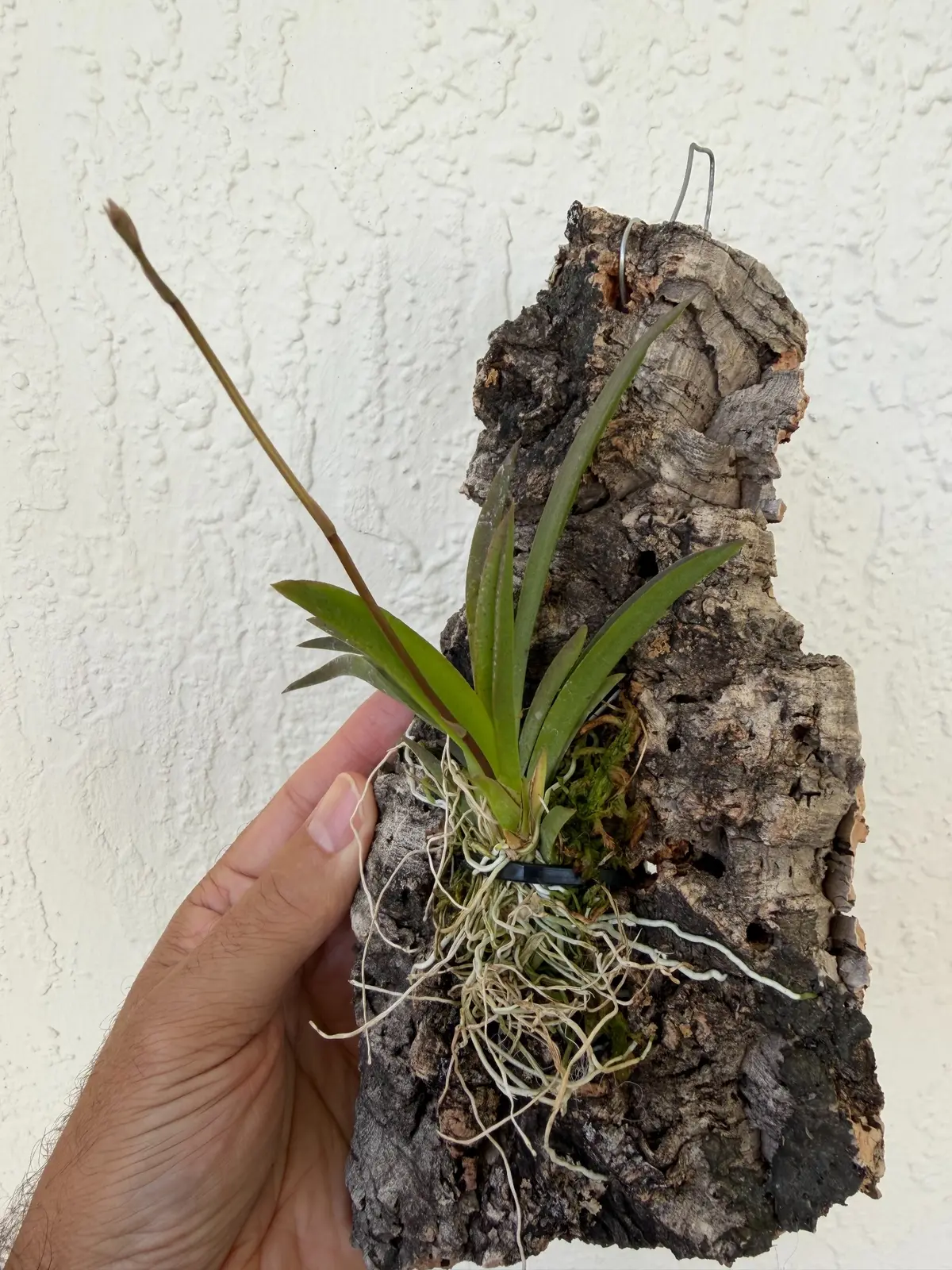 Mounted Tolumnia orchid on cork bark developing a new flower spike