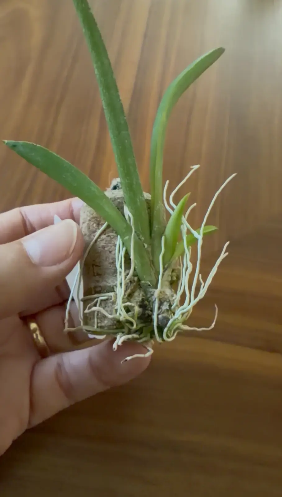 Exposed roots of a mounted Tolumnia orchid on champagne cork