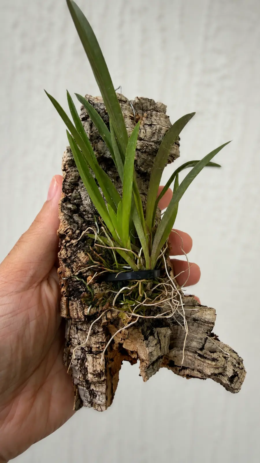 Tolumnia Rainbow orchid mounted on an irregular piece of cork bark