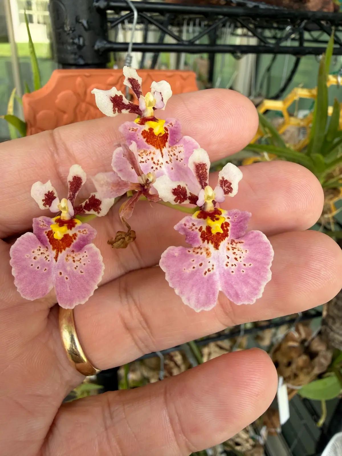 Close view of pink, white and burgundy Tolumnia Rainbow flowers