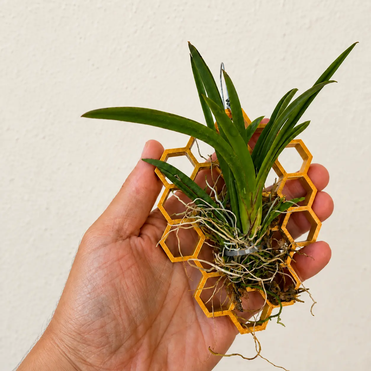 Tolumnia Rainbow orchid mounted on a gold 3D-printed honeycomb plaque