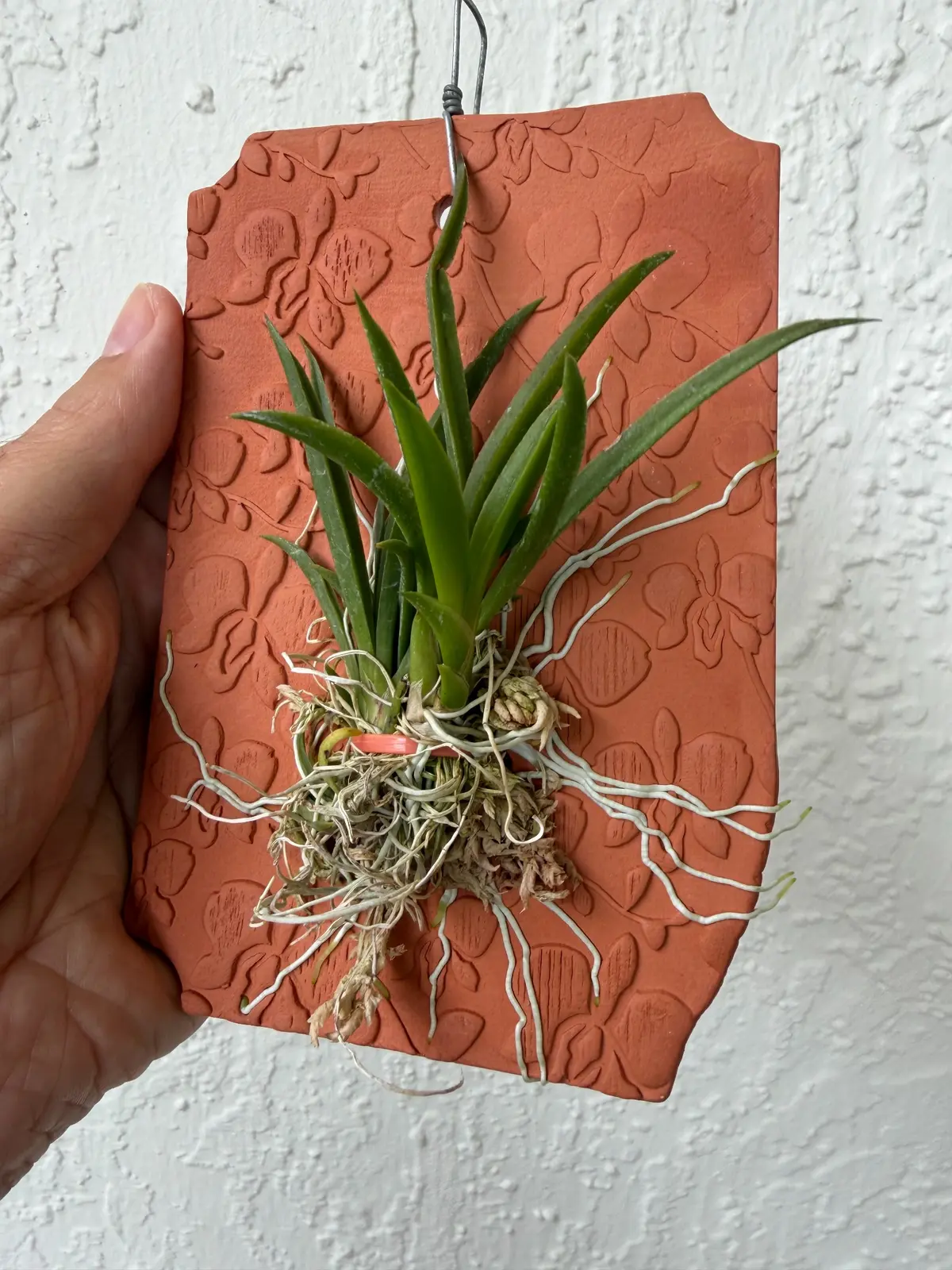 Tolumnia Rainbow orchid mounted on a handcrafted terracotta plaque