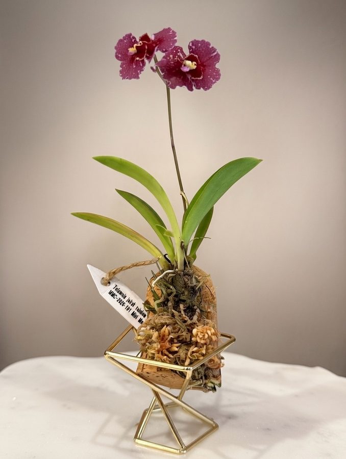 Tolumnia Jairak Rainbow orchid mounted on repurposed wine cork with gold hexagonal display stand