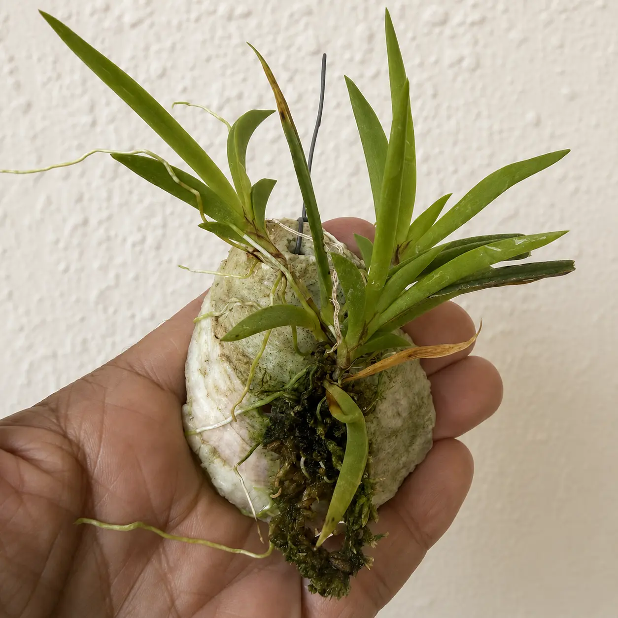 Tolumnia sylvestris × urophylla mounted on a natural oyster shell