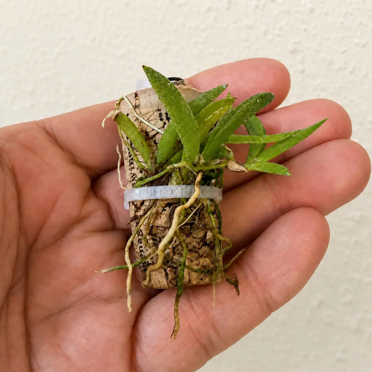 Tolumnia sylvestris × urophylla miniature orchid mounted on a reclaimed wine cork